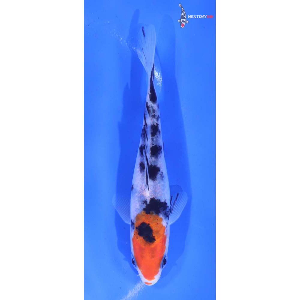 4.5” Imported Sanke