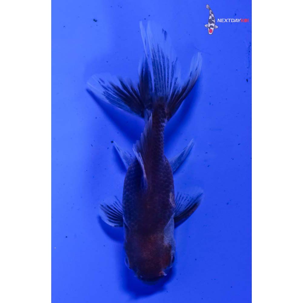 3” Imported Calico Oranda