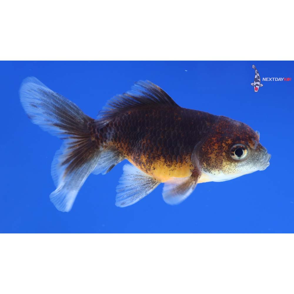 3” Imported Calico Oranda