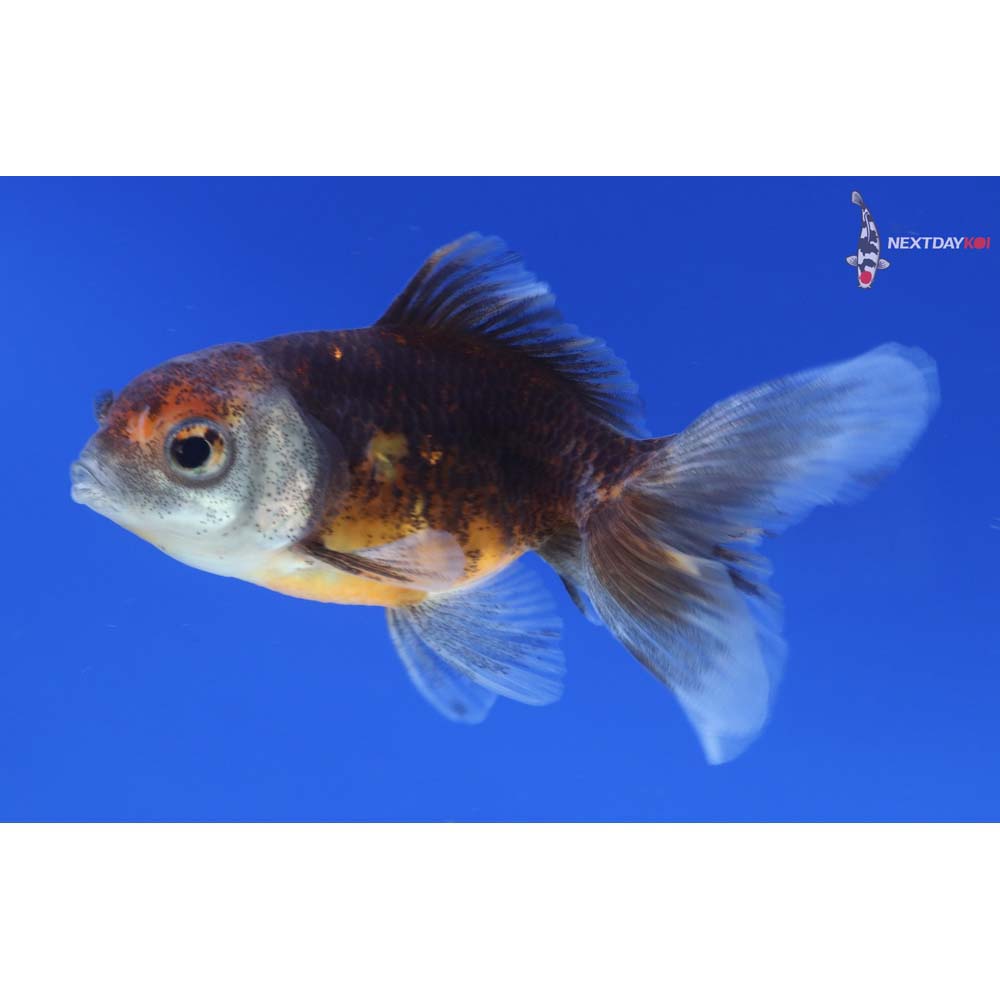 3” Imported Calico Oranda