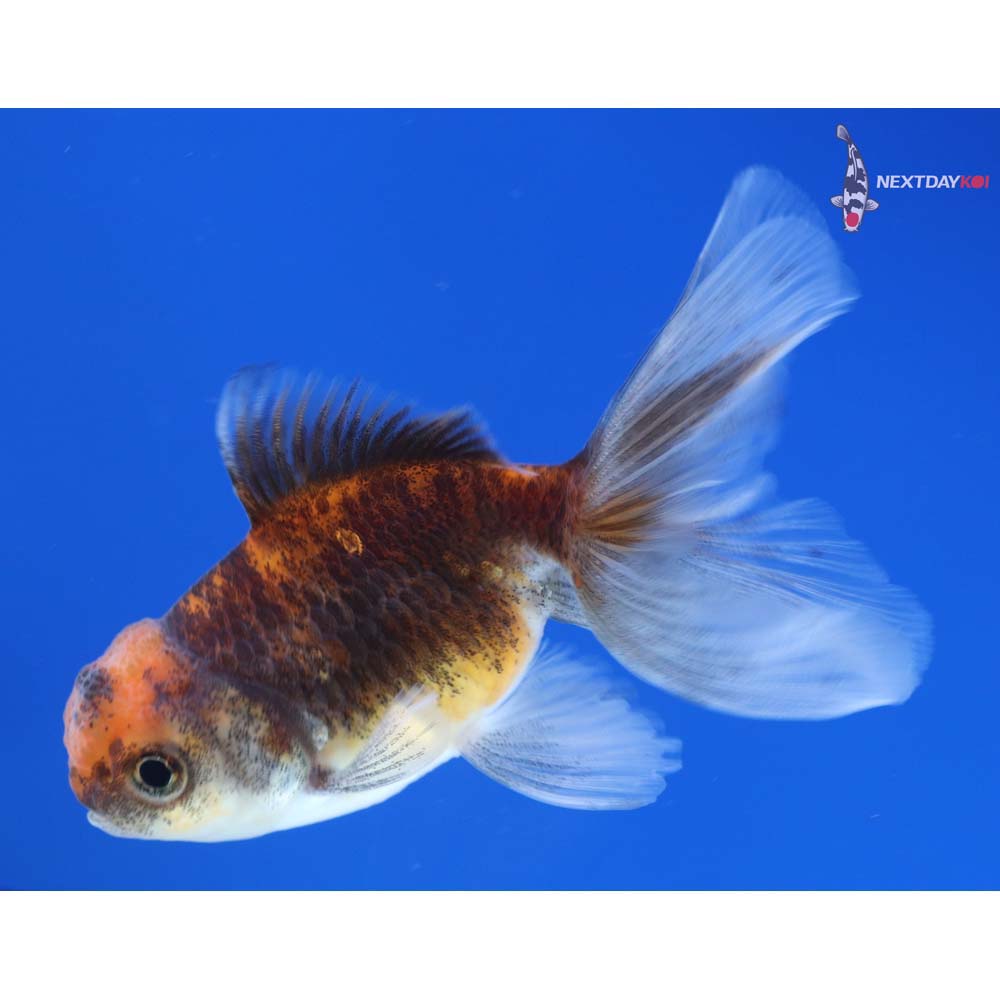 3” Imported Calico Oranda