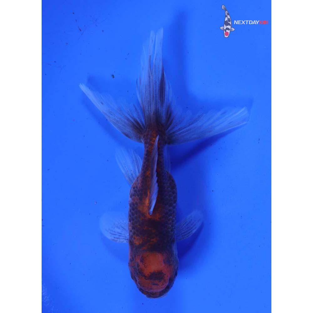 3” Imported Calico Oranda