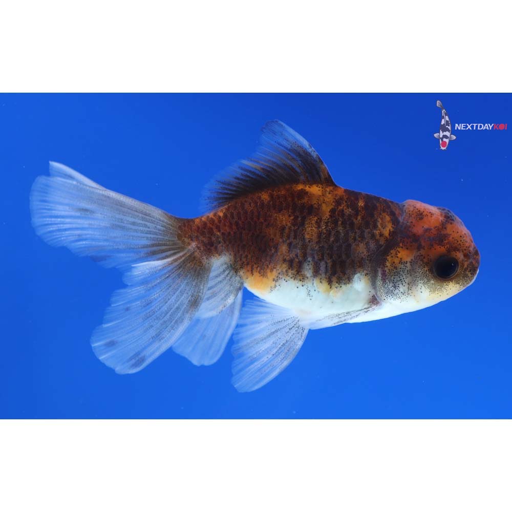 3” Imported Calico Oranda