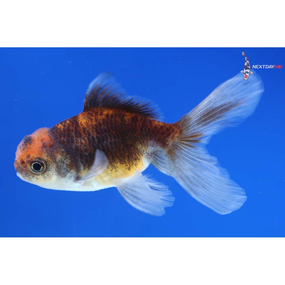 3” Imported Calico Oranda