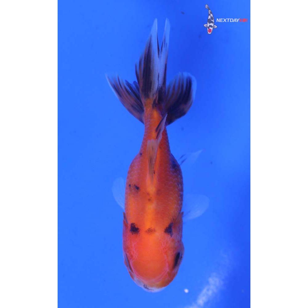 3” Imported Calico Oranda