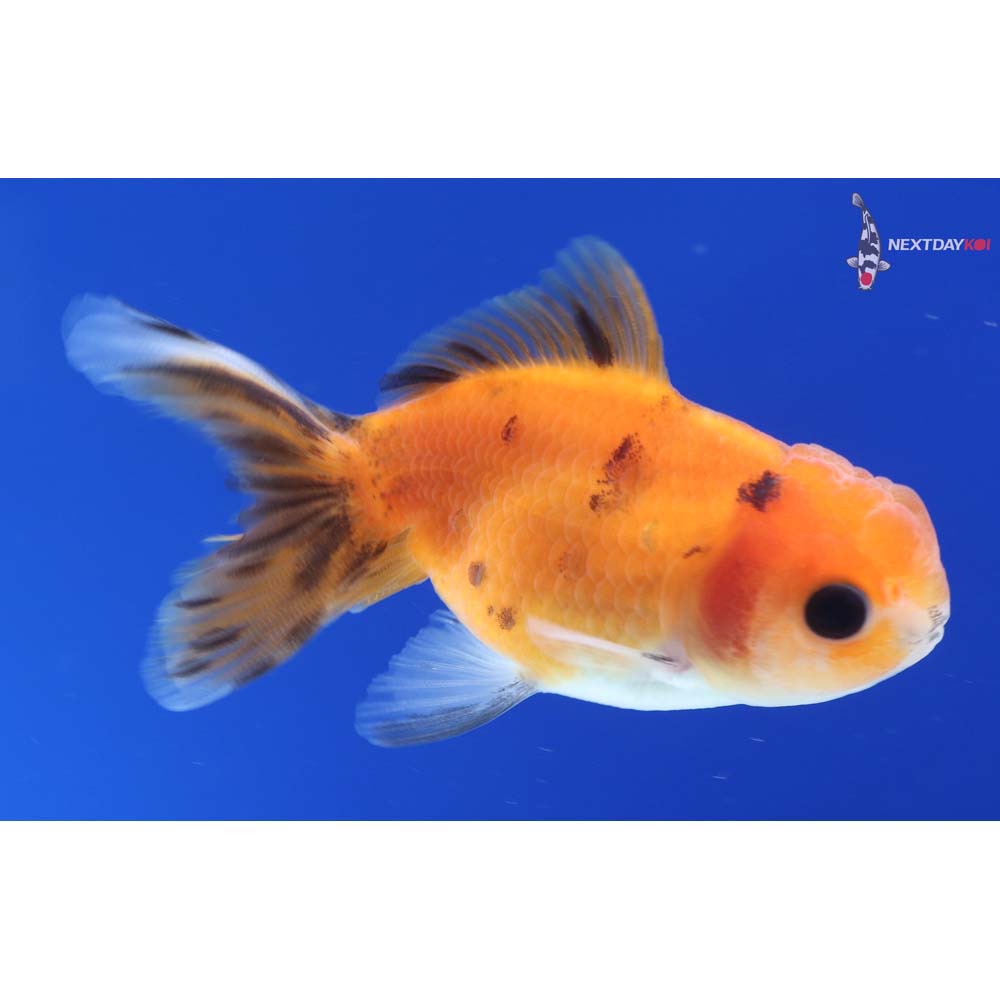 3” Imported Calico Oranda