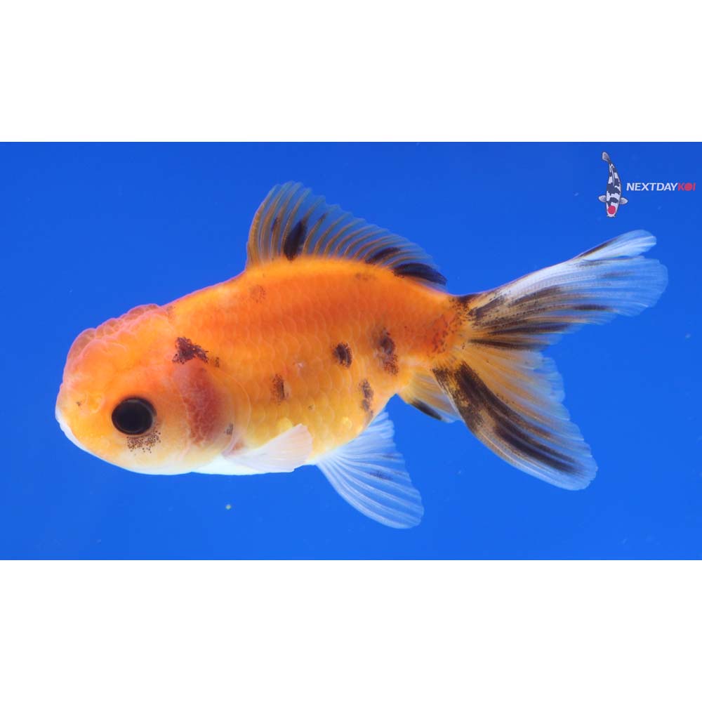 3” Imported Calico Oranda