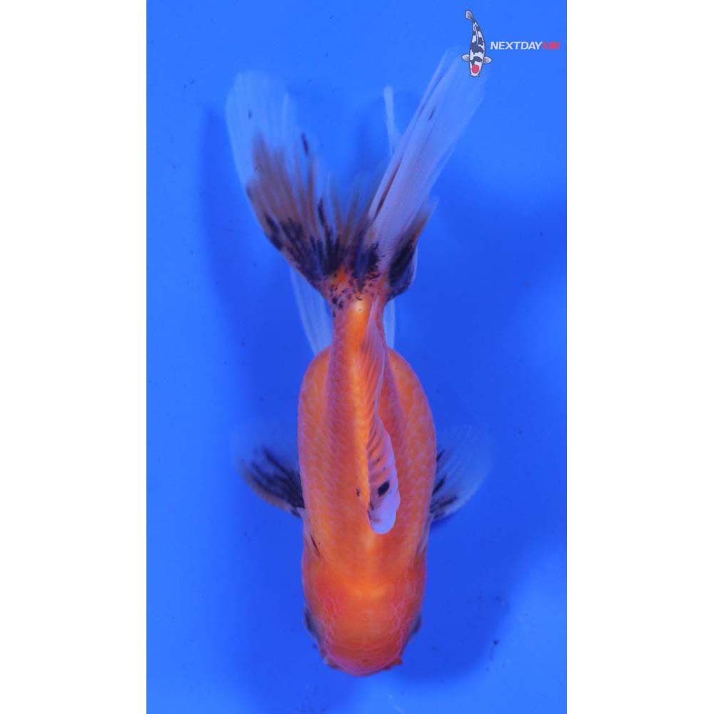 3.5” Imported Calico Oranda