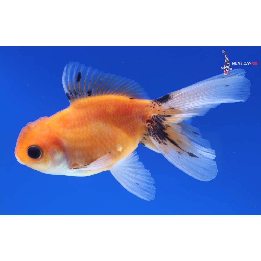 3.5” Imported Calico Oranda