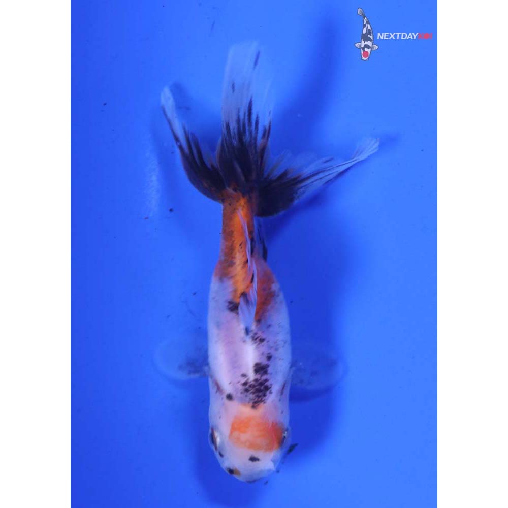 3.5” Imported Calico Oranda