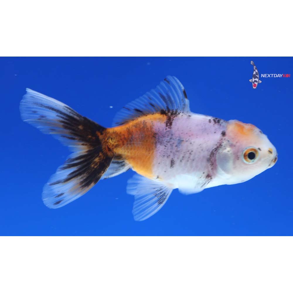 3.5” Imported Calico Oranda
