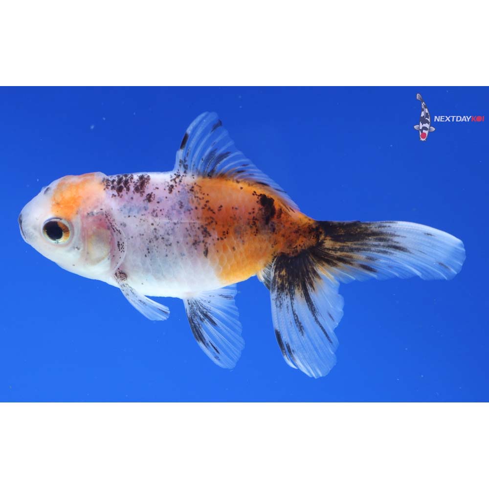 3.5” Imported Calico Oranda