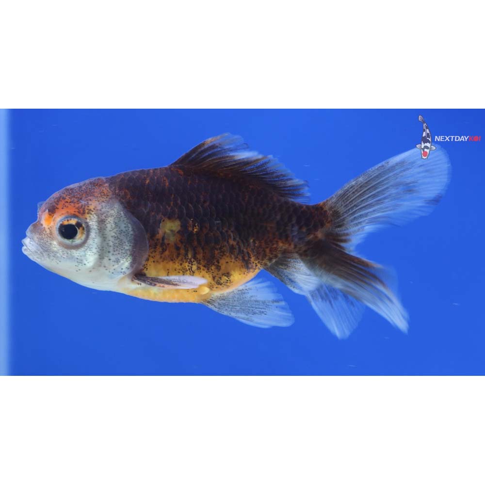 3” Imported Calico Oranda