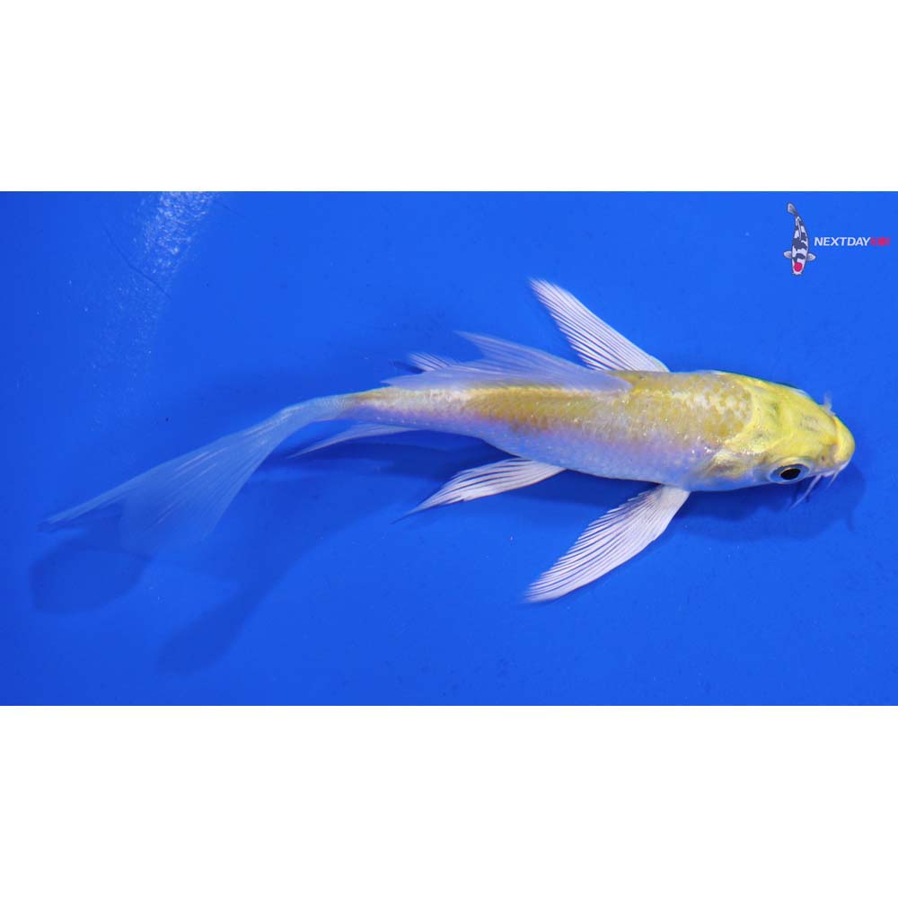 3.5” Imported Lemon Hariwake Butterfly Koi