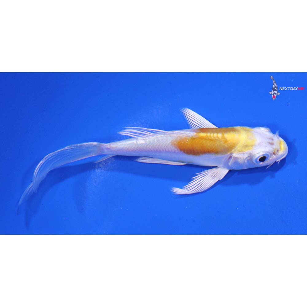 4” Imported Doitsu Lemon Hariwake Butterfly Koi