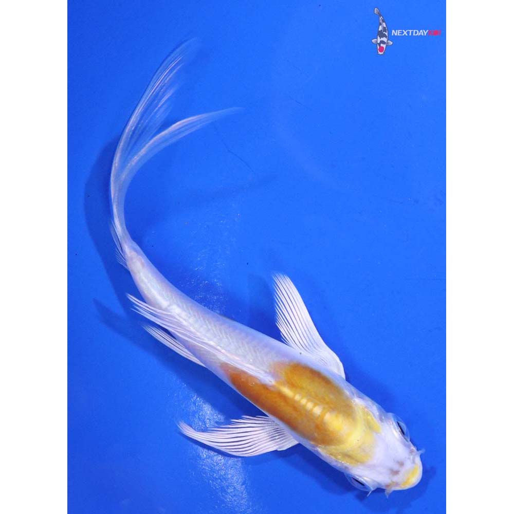4” Imported Doitsu Lemon Hariwake Butterfly Koi