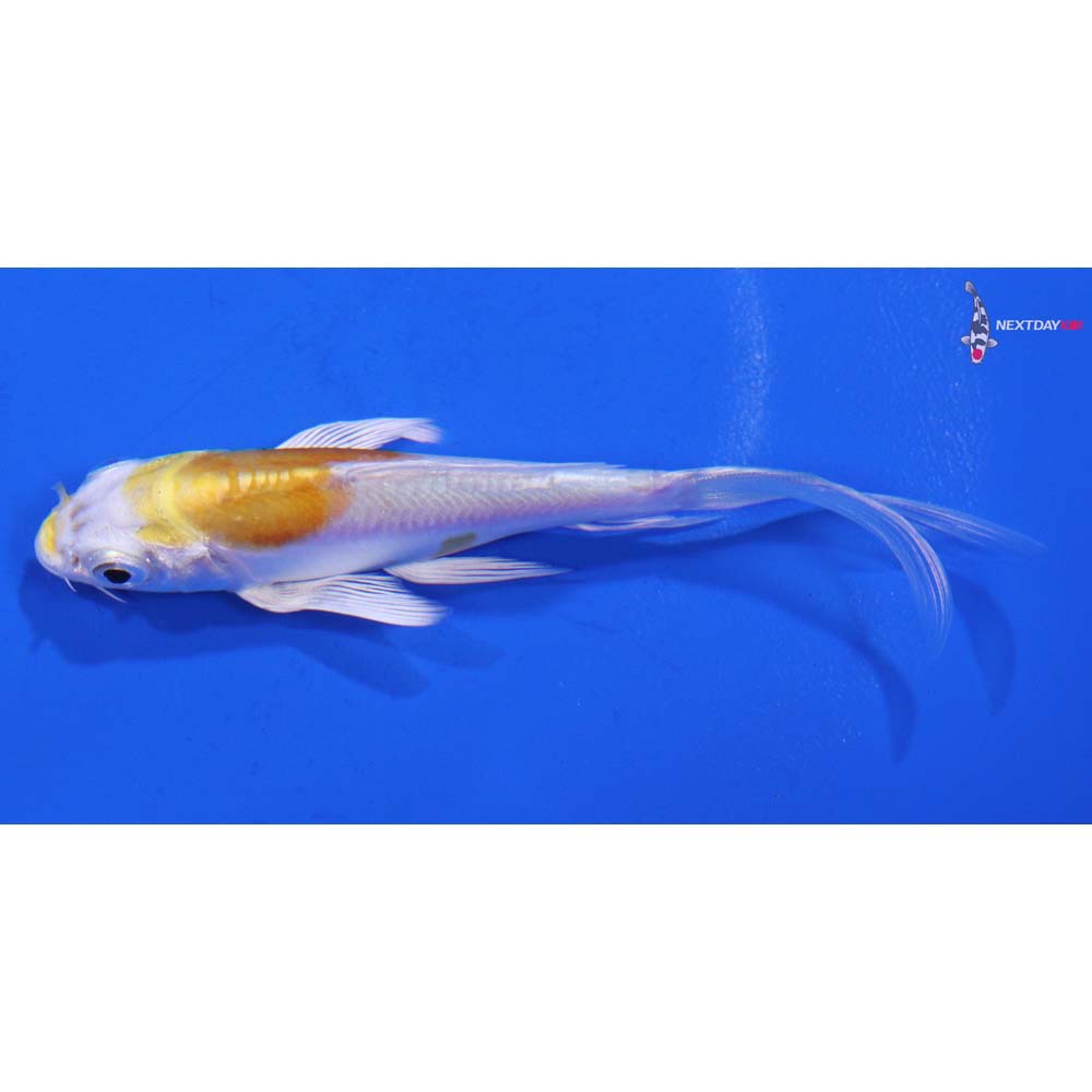 4” Imported Doitsu Lemon Hariwake Butterfly Koi