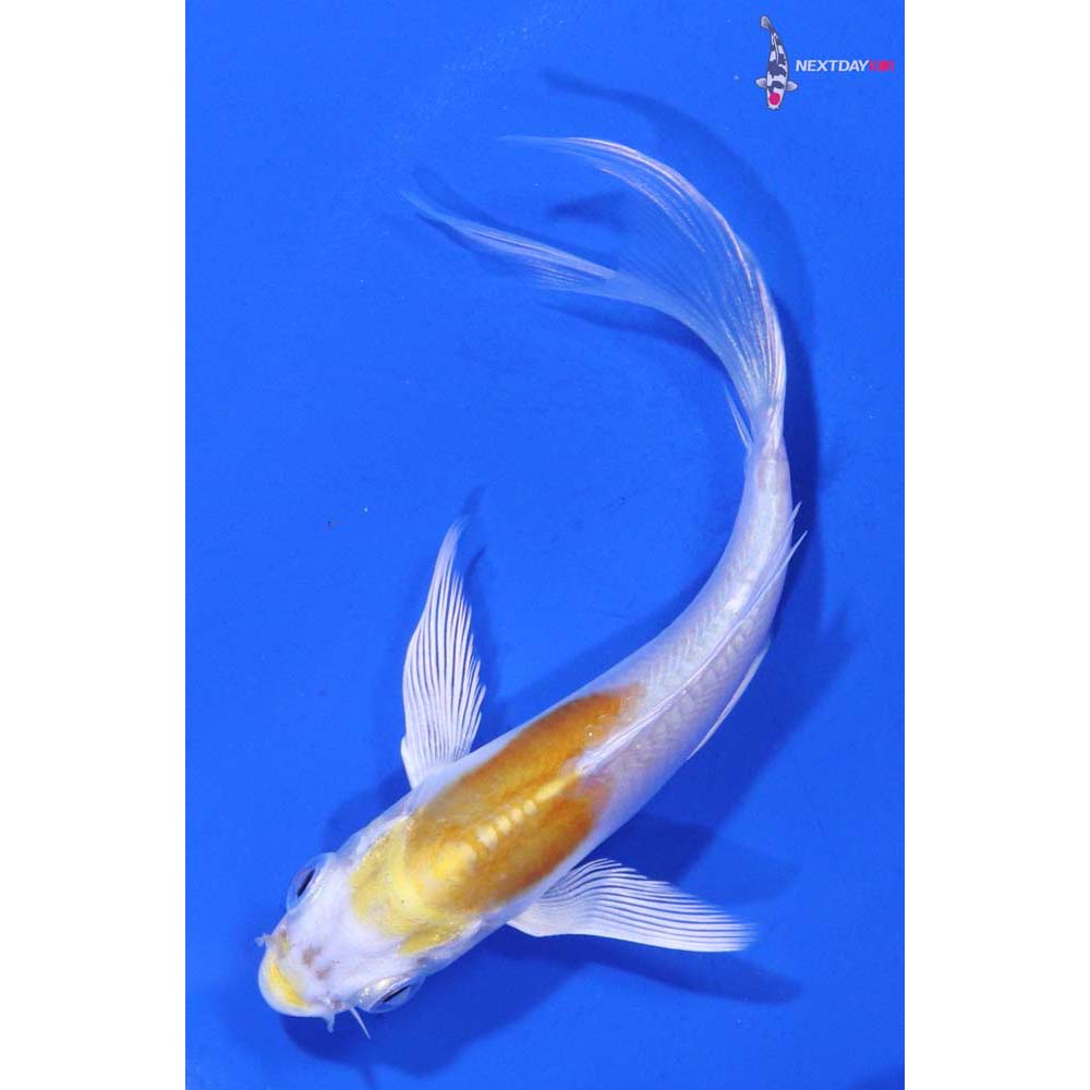 4” Imported Doitsu Lemon Hariwake Butterfly Koi