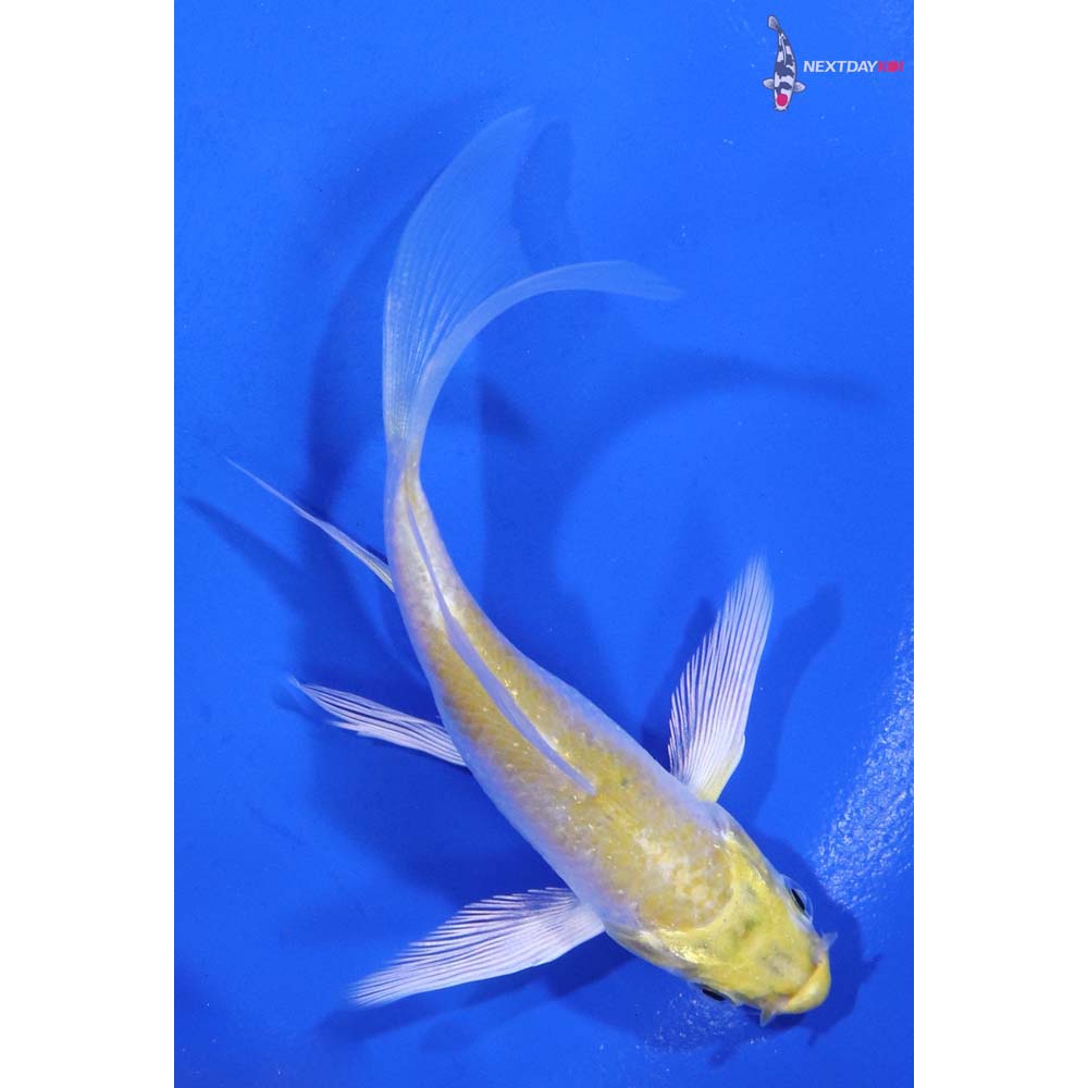3.5” Imported Lemon Hariwake Butterfly Koi