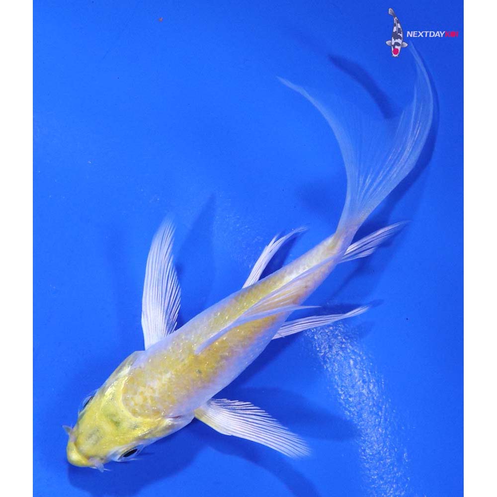 3.5” Imported Lemon Hariwake Butterfly Koi