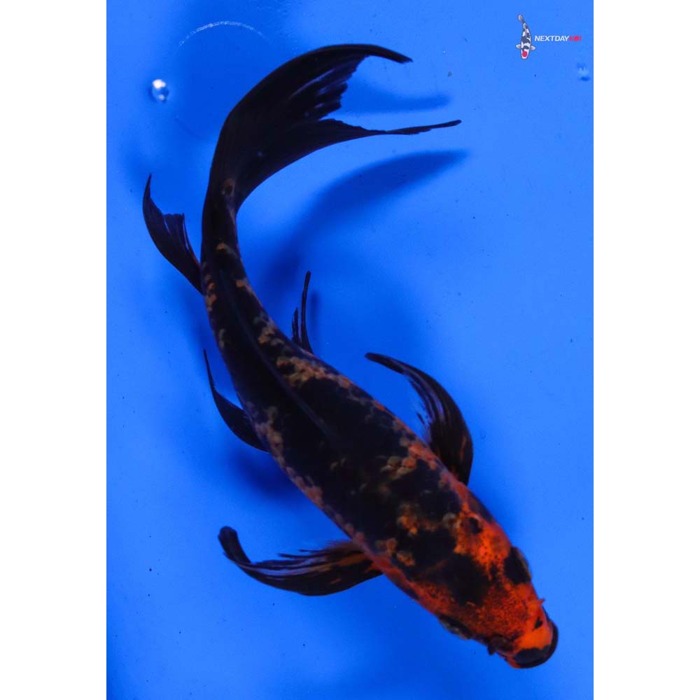 6.5” Imported Aka Bekko Butterfly Koi