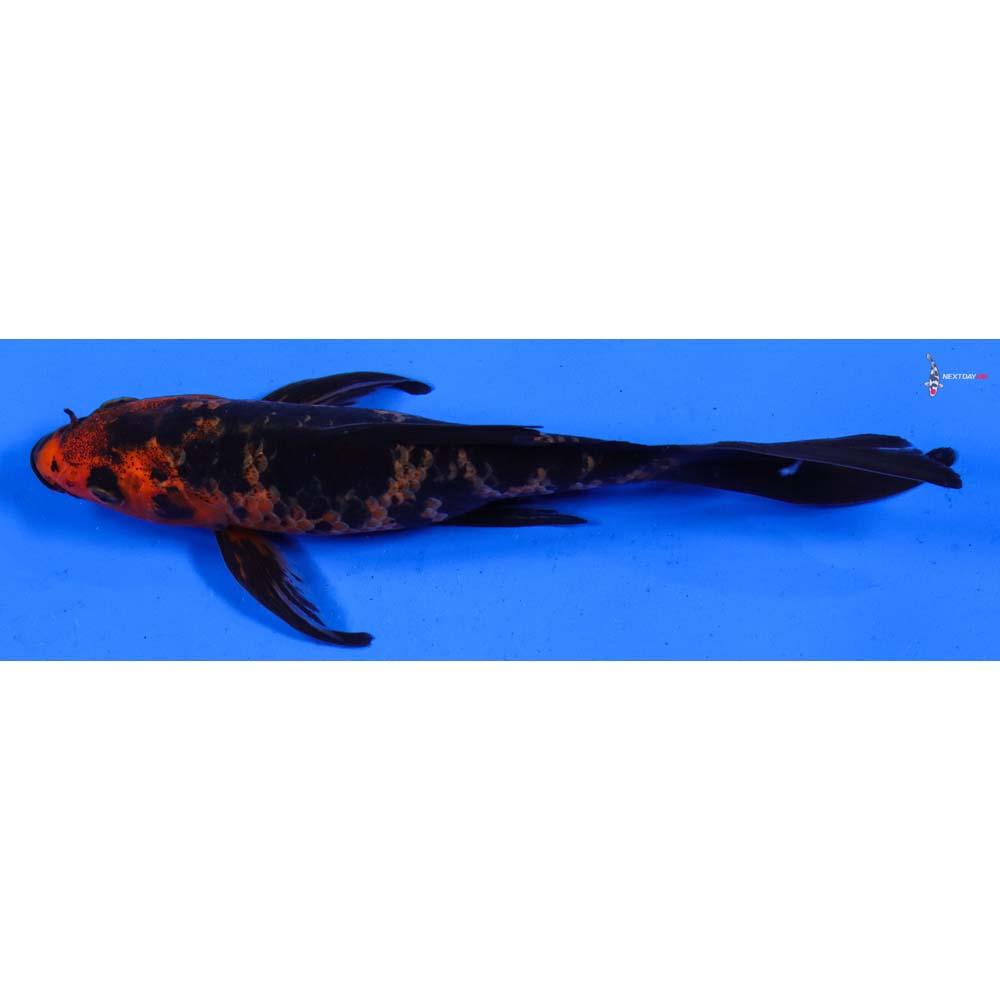 6.5” Imported Aka Bekko Butterfly Koi
