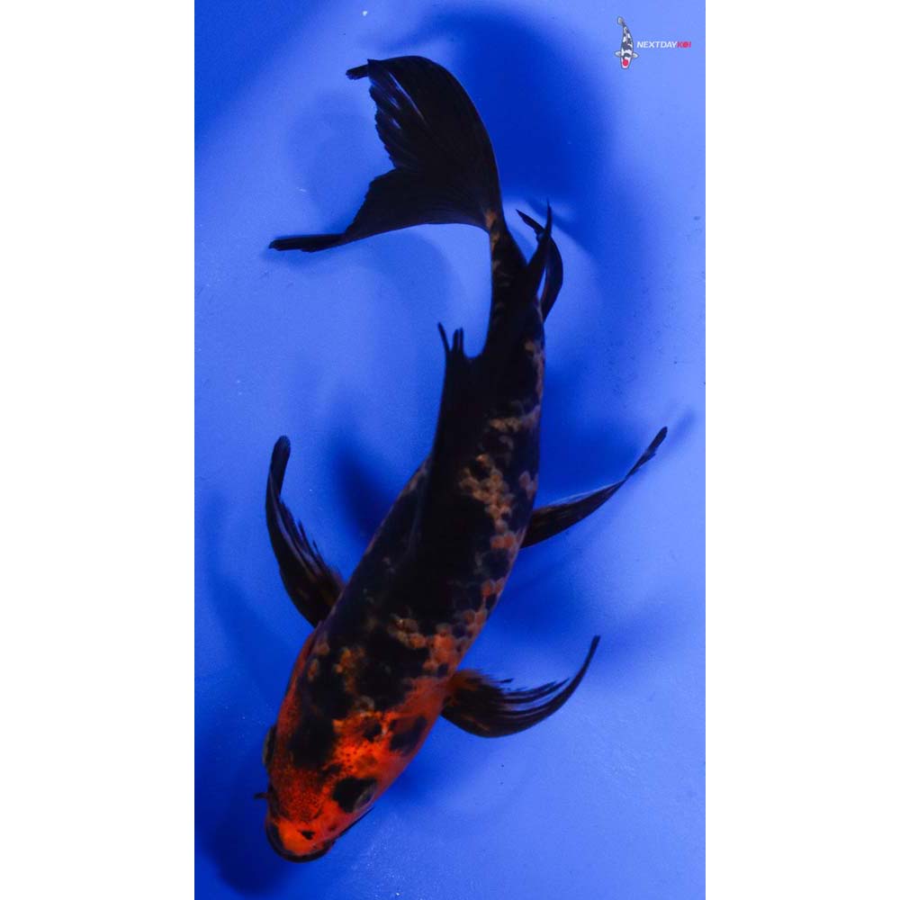 6.5” Imported Aka Bekko Butterfly Koi