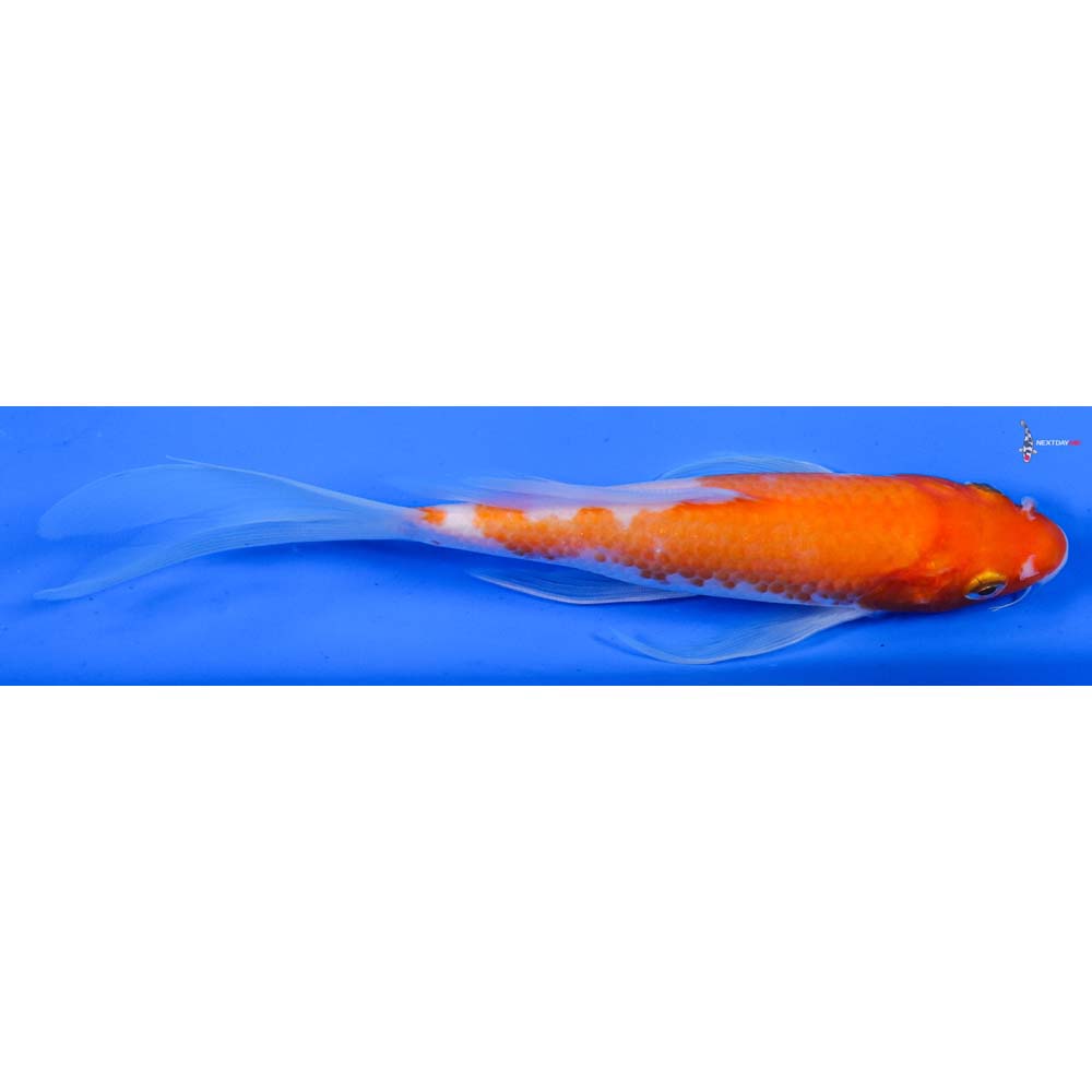 6.5” Imported Kohaku Butterfly Koi
