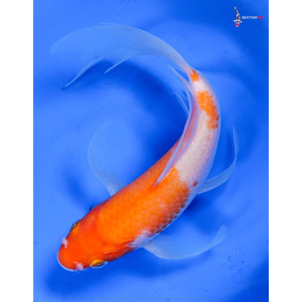 6.5” Imported Kohaku Butterfly Koi