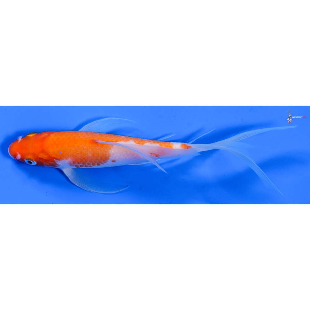 6.5” Imported Kohaku Butterfly Koi