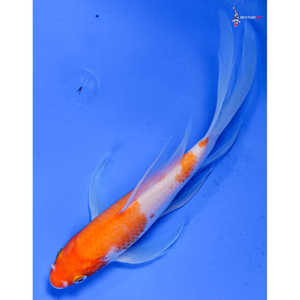 6.5” Imported Kohaku Butterfly Koi