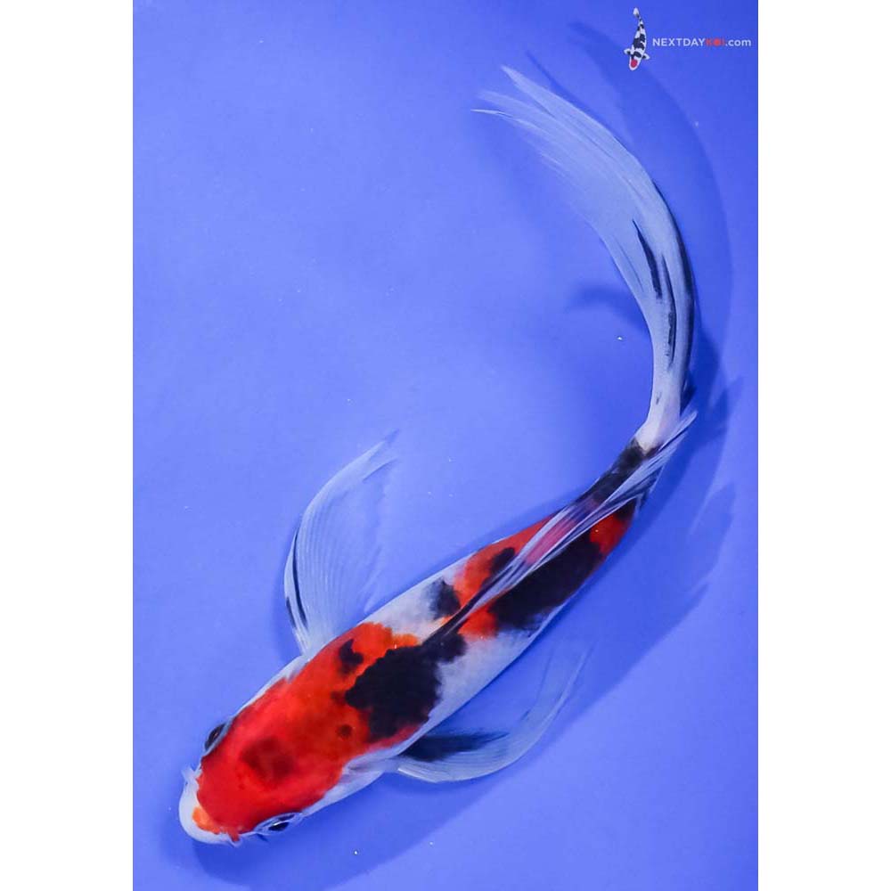 6.5” Imported Sanke Butterfly Koi