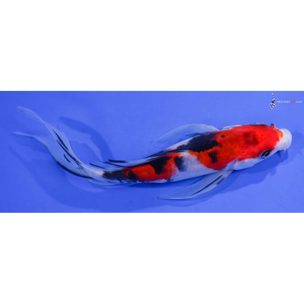 6.5” Imported Sanke Butterfly Koi