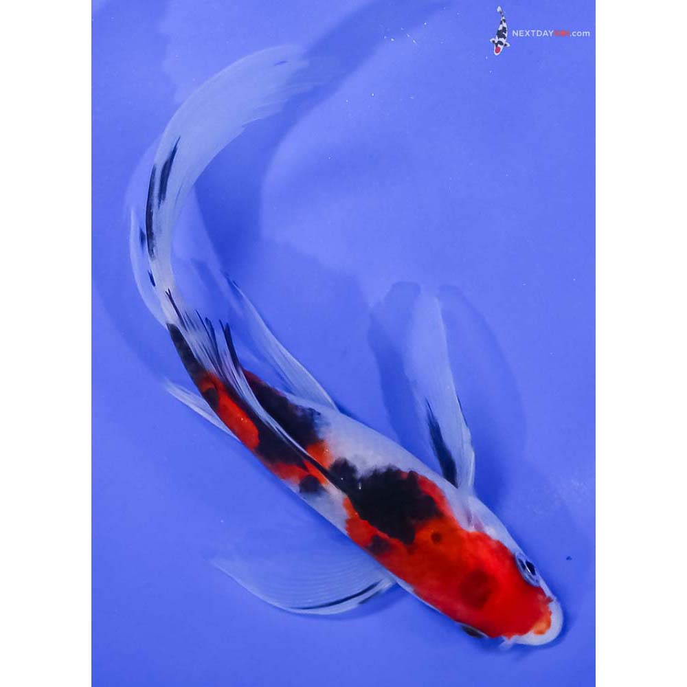 6.5” Imported Sanke Butterfly Koi