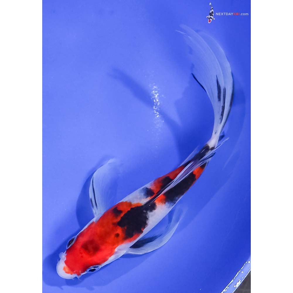 6.5” Imported Sanke Butterfly Koi