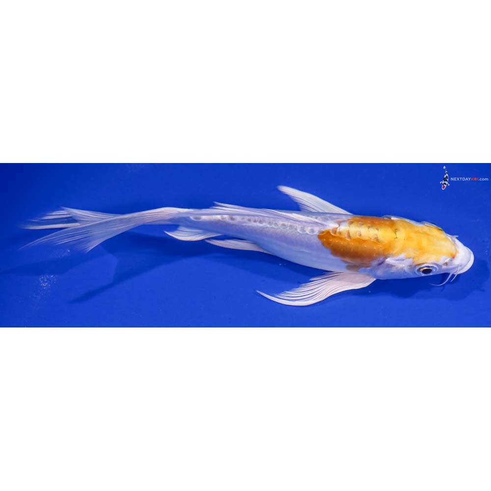 7” Imported Doitsu Lemon Hariwake Butterfly Koi