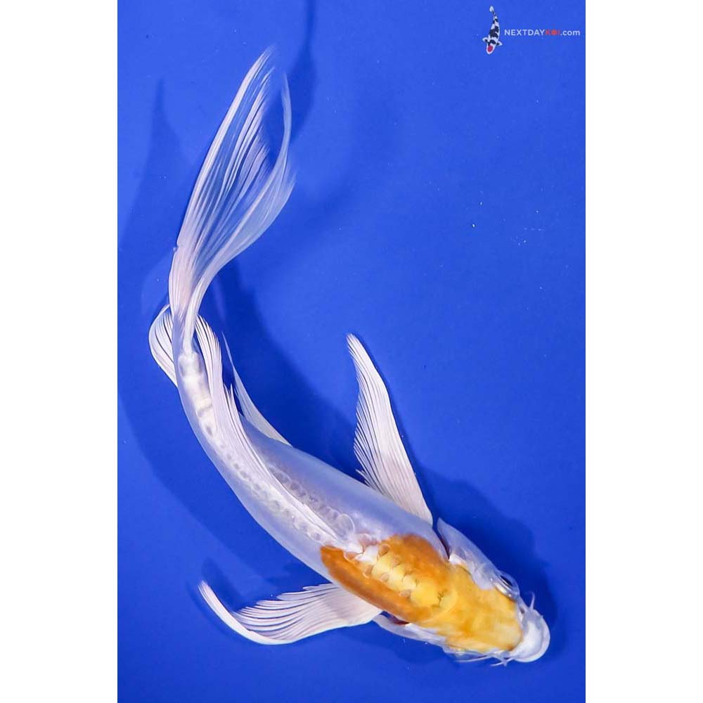 7” Imported Doitsu Lemon Hariwake Butterfly Koi