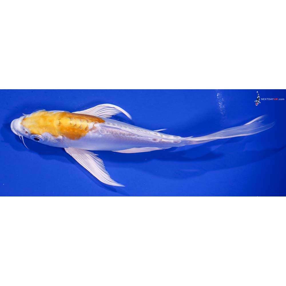 7” Imported Doitsu Lemon Hariwake Butterfly Koi