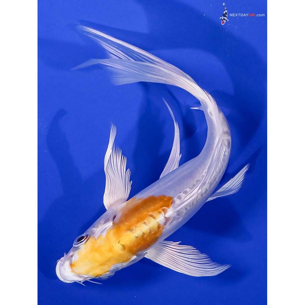7” Imported Doitsu Lemon Hariwake Butterfly Koi