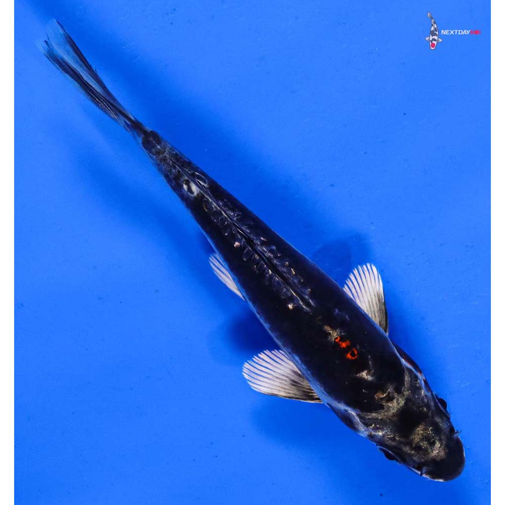 5” Imported Kin Kikokuryu