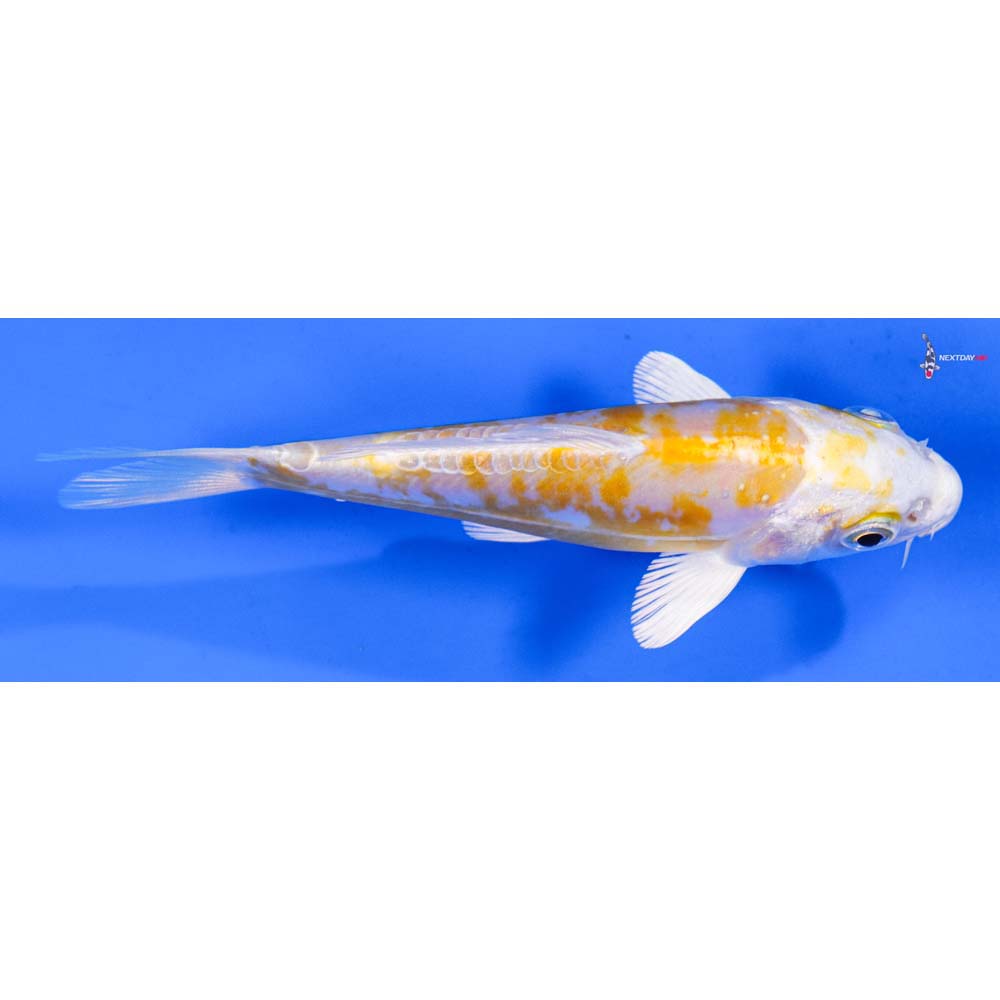 5” Imported Doitsu Lemon Hariwake