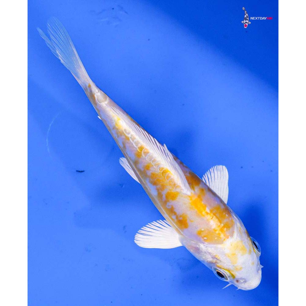 5” Imported Doitsu Lemon Hariwake