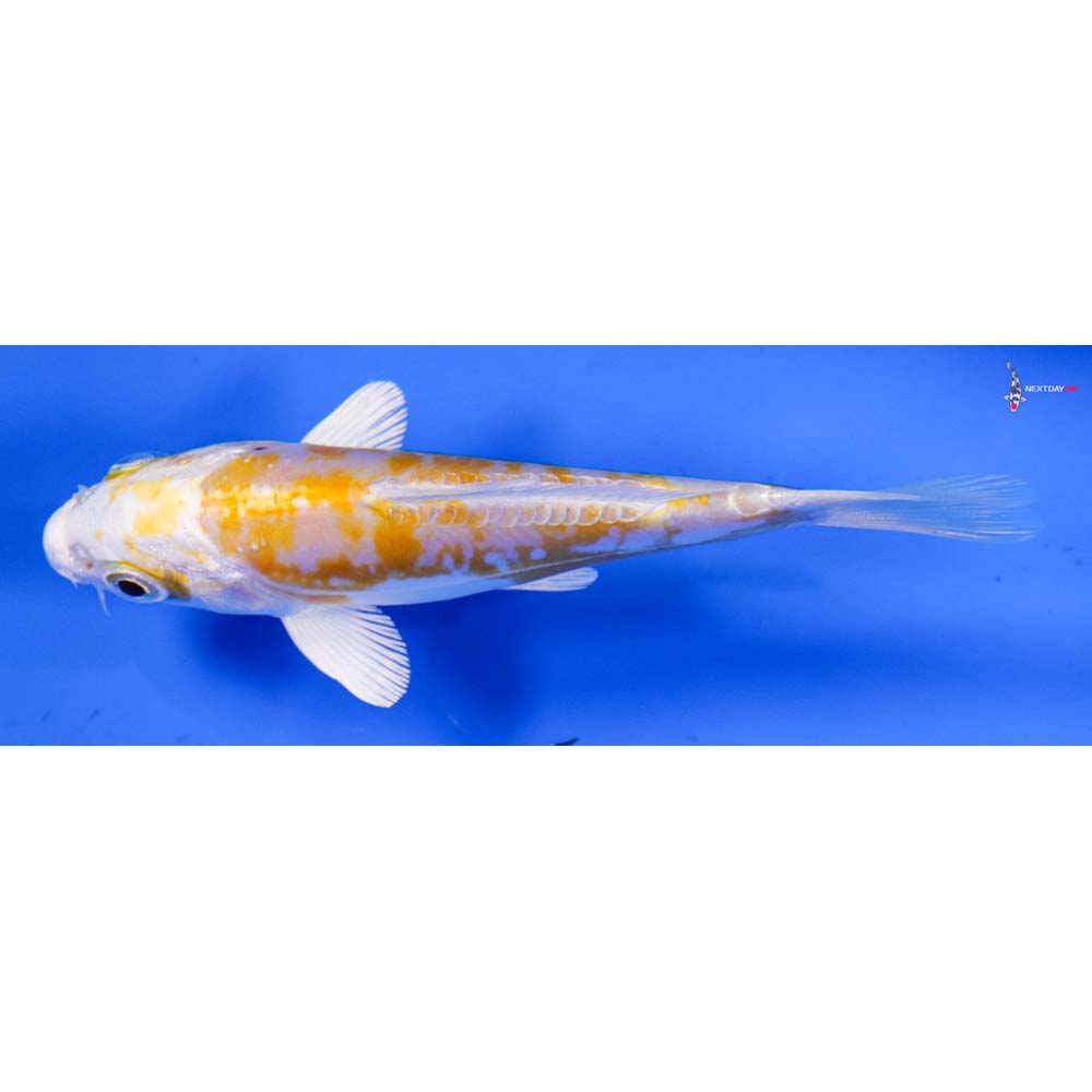 5” Imported Doitsu Lemon Hariwake