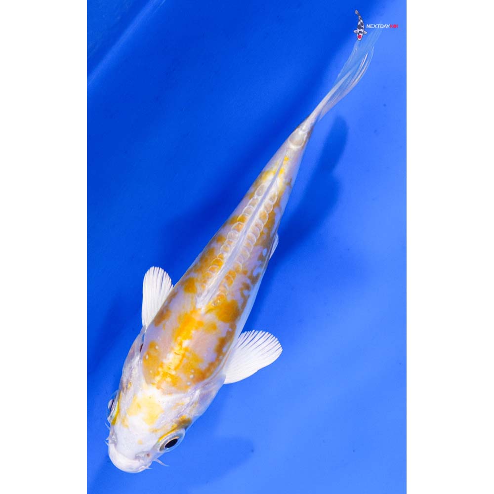 5” Imported Doitsu Lemon Hariwake