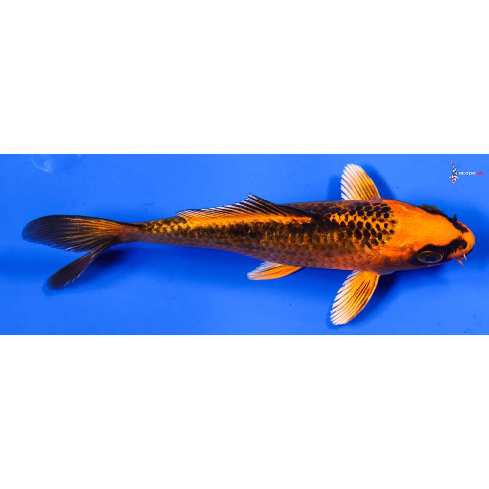 5.5” Imported Orenji Matsuba