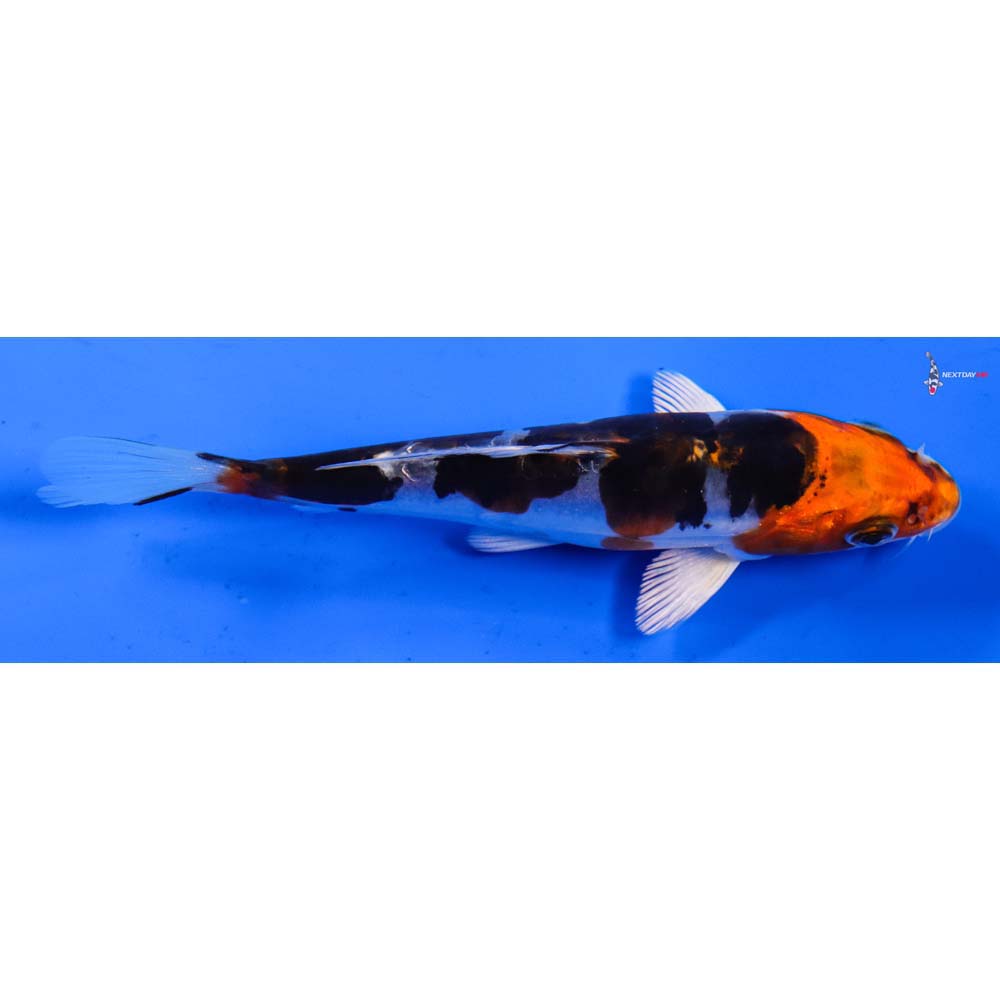 5.5” Imported Heisei Nishiki