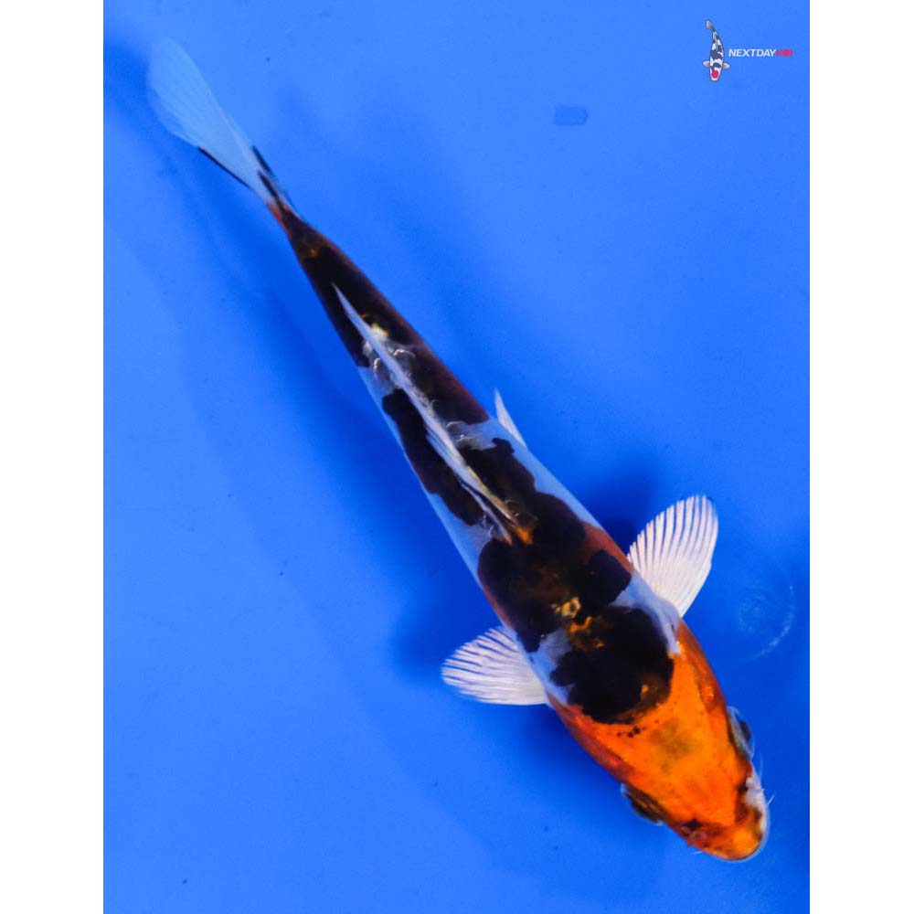 5.5” Imported Heisei Nishiki