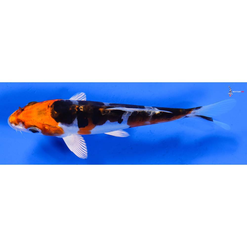 5.5” Imported Heisei Nishiki