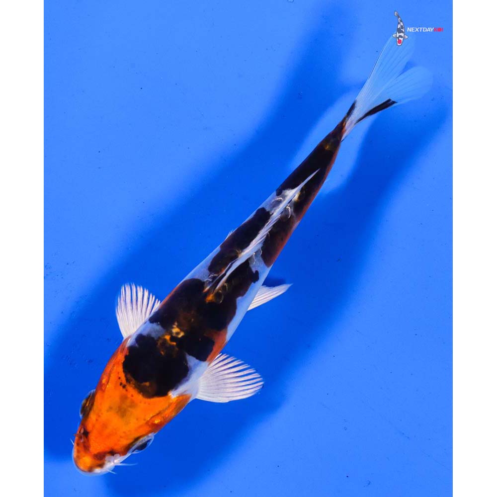 5.5” Imported Heisei Nishiki