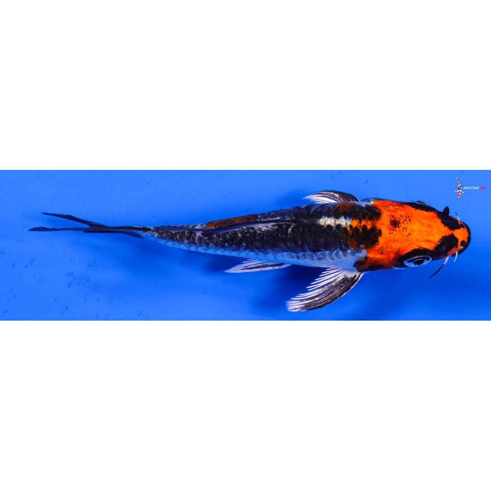 4” Imported Doitsu Kujaku Butterfly Koi